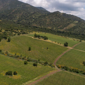 VIÑA KOLIE